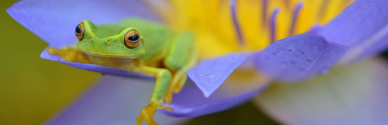 green frog